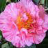 Camellia Japonica Giuseppe Traverso, Evergreen shrubs, Buy Online