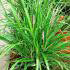 Liriope Muscari Big Blue (LilyTurf). Ornamental Grasses
