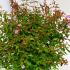 Abelia Edward Goucher 25-30 cm buy online UK.