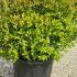 Abelia Edward Goucher 60-80 cm buy online UK.