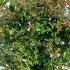 Abelia Edward Goucher 50-60 cm buy online UK.