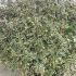 Abelia Grandiflora Confetti 25-30 cm buy online UK.