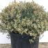 Abelia Grandiflora Confetti 40-50 cm buy online UK.