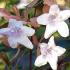 Abelia Edward Goucher Compact Shrub for Sale Online UK delivery.