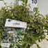 Abelia Grandiflora Hopleys 25-30 cm buy online UK.