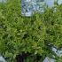 Abelia Grandiflora Hopleys 40-50 cm buy online UK.