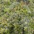 Abelia Grandiflora Hopleys, Variegated Variety of Abelia 