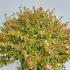 agk 80-100 cm buy online UK.