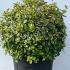 Abelia Grandiflora Kaleidoscope 40-50 cm buy online UK.