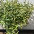 Abelia Grandiflora Lucky Lots 10-20 cm buy online UK.