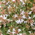 Abelia Grandiflora Lucky Lots flowering, evergreen shrub for sale with UK delivery