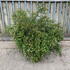 Abelia Grandiflora Prostrata 60cm high x 1m wide 