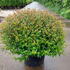 agfp 60-80 cm buy online UK.