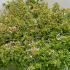 Abelia Grandiflora Radiance 40-50 cm buy online UK.