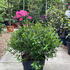 ags 30-40 cm buy online UK.