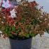Abelia Grandiflora Sherwoodii 25-30 cm buy online UK.