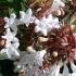 Abelia Grandiflora Sherwoodii Compact Flowering Shrub