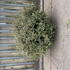 Abelia Grandiflora Sparkling Silver 80-100cm wide 