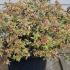 Abelia Grandiflora Sparkling Silver  30-40 cm buy online UK.