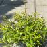Abelia x Grandiflora Francis Mason 25-30 cm buy online UK.