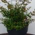 Abelia X Grandiflora - Glossy Abelia 30-40 cm buy online UK.