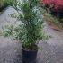 Abelia X Grandiflora - Glossy Abelia 80-100 cm buy online UK.