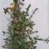 Abelia X Grandiflora - Glossy Abelia 1-1.25 m buy online UK.