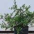 Abelia X Grandiflora - Glossy Abelia 60-80 cm buy online UK.