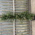 Abelia X Grandiflora - Glossy Abelia 1.6-1.8m 