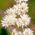 Abeliophyllum Distichum or White Forsythia, fragrant Spring flowering shrub, good sized specimens for sale online with UK delivery.