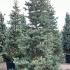Abies Concolor 2.5-3 m buy online UK.