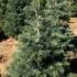 Abies Concolor 1-1.25 m buy online UK.