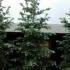Abies Concolor White Pine, Trees for sale online for UK delivery