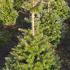 Abies Koreana 1.25-1.5 m buy online UK.