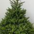 Korean Fir or Abies Koreana in our conifer collection - for sale online at our London garden centre, UK