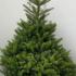 Korean Fir or Abies Koreana in our conifer collection - for sale online at our London garden centre, UK