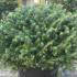 Abies Koreana Compact Dwarf Korean Fir trees, buy UK delivery.