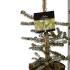 Abies Koreana Silberlocke Korean Fir 30-40 cm buy online UK.