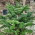 Abies Nordmanniana - Nordmann Fir Trees 80-100 cm buy online UK.