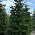 Abies Nordmanniana - Nordmann Fir Trees 2.5-3 m buy online UK.