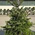 Abies Nordmanniana - Nordmann Fir Trees 1.2-1.5 m buy online UK.