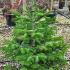 Abies Nordmanniana - Nordmann Fir Trees 1-1.25 m buy online UK.