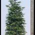 Abies Nordmanniana - Nordmann Fir Trees 2.5-3.1 m buy online UK.