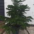 xmas 80-100 cm buy online UK.