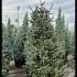 Abies Pinsapo Glauca Spanish Fir also Hedgehog Fir 2-2.5 m buy online UK.
