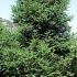 Abies Pinsapo Spanish fir tree, large conifer trees to buy online UK