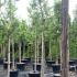 Acacia Dealbata Mimosa 3-3.5 m buy online UK.