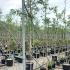 Acacia Dealbata Mimosa 3-3.5 m buy online UK.