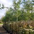 adm 3.25-3.75 m buy online UK.