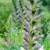 Acanthus Mollis Bears Breech flowering, the tall white flower spikes have a strong architectural appearance. Buy online UK delivery.